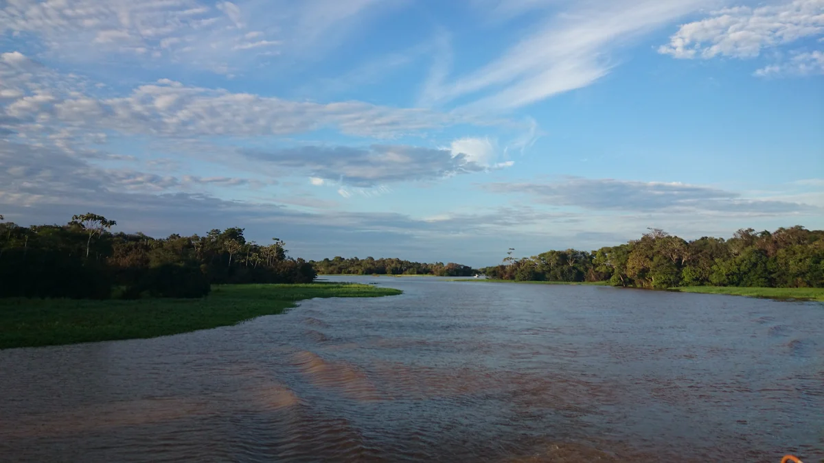 Anamã
