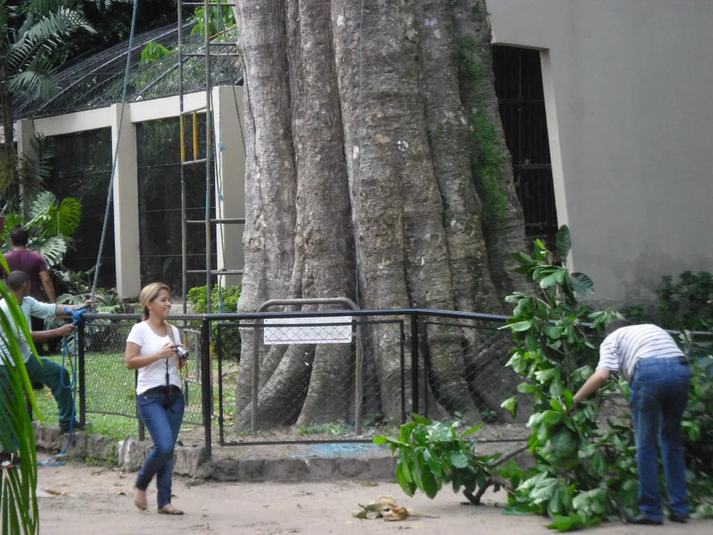Guajará