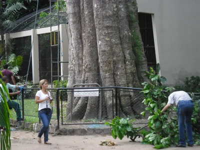 Guajará